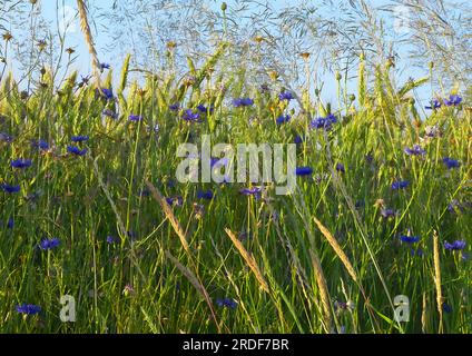 Centaurea Field - marineblaue Blumen. Stockfoto