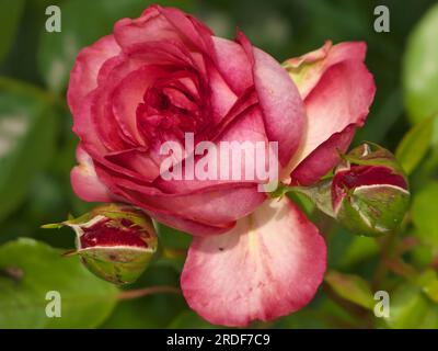 Rosa Rose, Nahaufnahme. Stockfoto