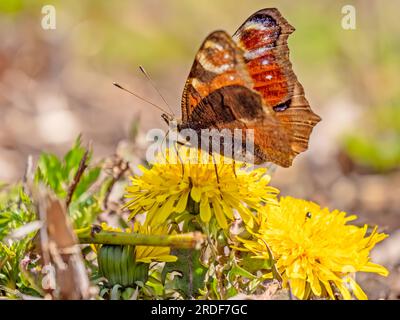 Pfau-Schmetterling, der auf gelbem Milchkraut sitzt. Stockfoto