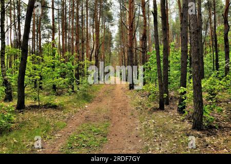 Reihen von Bäumen im Wald Stockfoto