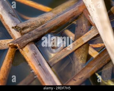 Fischkarpfen, Kopf umgeben von Schilf. Stockfoto