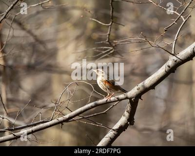 Fieldfare auf einem Ast, verschwommener Hintergrund. Stockfoto