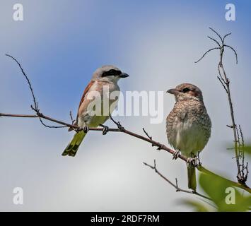 Rotkauz auf einem Ast mit einem anderen Vogel. Stockfoto