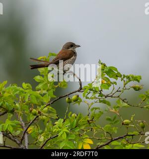 Roter Schrick auf einem Zweig, verschwommener Hintergrund. Stockfoto