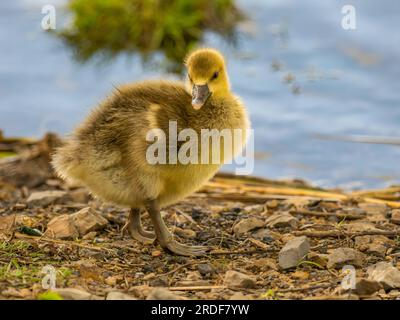 Eine kleine gelbe Ente am Wasserrand. Stockfoto