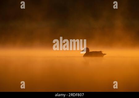 Wilde Ente, die bei Sonnenuntergang auf dem Wasser schwimmt, wunderschöne orangefarbene Farbe. Stockfoto