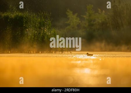 Wilde Ente, die bei Sonnenuntergang auf dem Wasser schwimmt, wunderschöne orangefarbene Farbe. Stockfoto