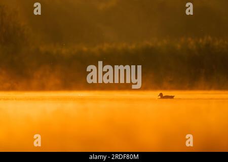 Wilde Ente, die bei Sonnenuntergang auf dem Wasser schwimmt, wunderschöne orangefarbene Farbe. Stockfoto