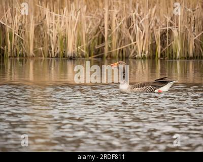 Graugans schwimmt anmutig auf dem Wasser, mit hohem Schilf im ruhigen Hintergrund. Stockfoto