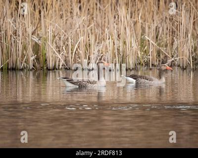 Graugans auf dem Wasser, mit Schilf im Hintergrund. Stockfoto