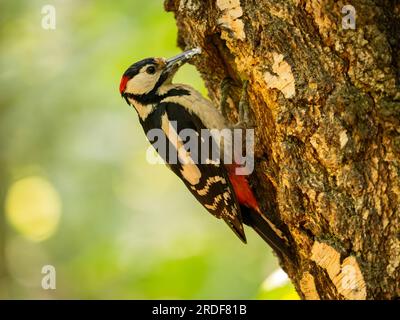 Das pulsierende Grün bildet die Kulisse für den majestätischen Anblick eines Woodpeckers mit großem Fleck, der auf einer Birke liegt und hell erstrahlt. Stockfoto