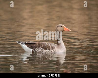 Graugans schwimmt anmutig auf dem Wasser, mit hohem Schilf im ruhigen Hintergrund. Stockfoto