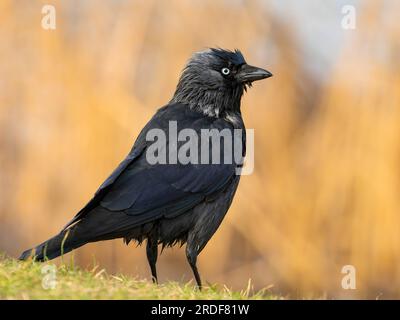 Die westliche Jackdaw wurde in einer atemberaubenden Nahaufnahme aufgenommen und steht anmutig auf dem üppigen grünen Gras. Stockfoto