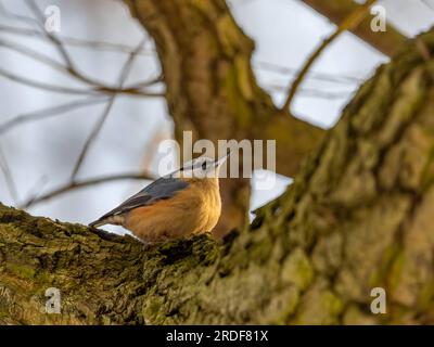 Klamotten auf einem Baumstamm, Himmel im Hintergrund. Stockfoto