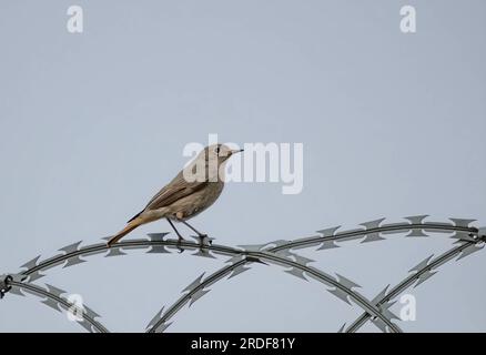 Schwarzer RotStart gegen den Himmel. Stockfoto