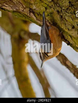 Klamotten auf einem Baumstamm, Himmel im Hintergrund. Stockfoto