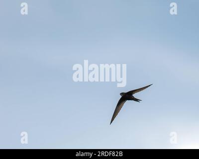 Gewöhnlicher SWIFT im Flug isoliert gegen den Himmel. Stockfoto