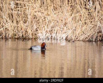 Gewöhnliche Pochard-Strömungen, trockenes Schilf im Hintergrund. Stockfoto