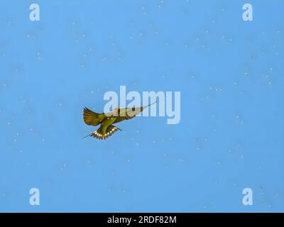 Schrottschwalbe im Flug gegen den Himmel. Stockfoto