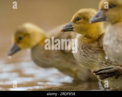 Eine kleine gelbe Ente am Rand des Wassers. Stockfoto