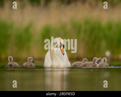 Stummer Schwan für Erwachsene mit Babys auf dem Wasser, Nahaufnahme, grün Stockfoto