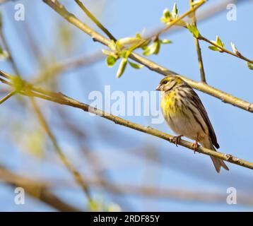 Europäisches Serin auf einem Ast. Stockfoto