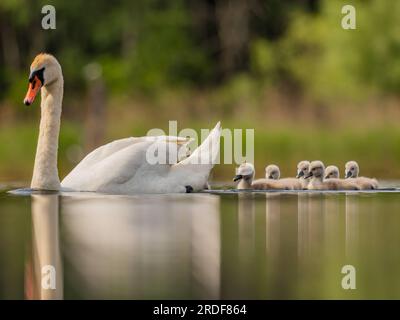 Stummer Schwan für Erwachsene mit Babys auf dem Wasser, Nahaufnahme, grün Stockfoto