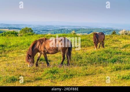 Wilde Ponys Quantock Hills Somerset weidet auf grünem Cothelstone Hill England UK Stockfoto