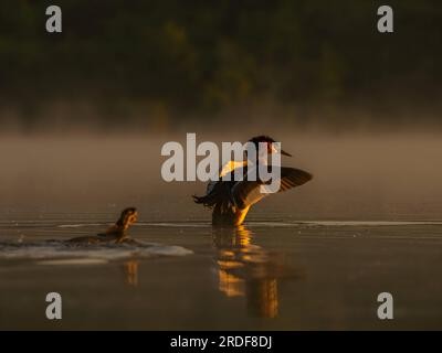 Der große Crested Grebe bereitet sich auf den Flug vor. Stockfoto
