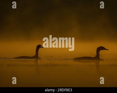 Zwei Enten, die bei Sonnenuntergang auf dem Wasser schweben, wunderschöne Orangenlandschaft. Stockfoto