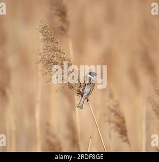 Seezunge auf trockenem Gras auf verschwommenem Hintergrund. Stockfoto