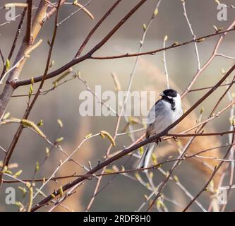 Seezunge an einem Ast. Stockfoto