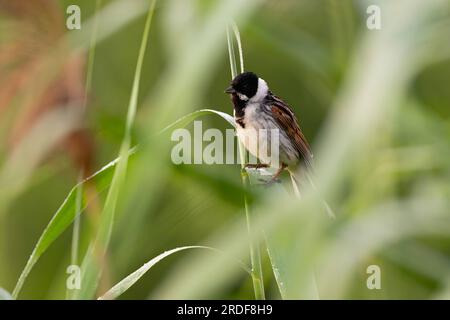 Eine wilde, charmante Common Reed Bunting, hoch oben auf einem schlanken Stiel inmitten üppiger Grünflächen, die die Schönheit der Natur zeigt. Gleitschirme auf dem bei Sonnenuntergang geküssten Wat Stockfoto