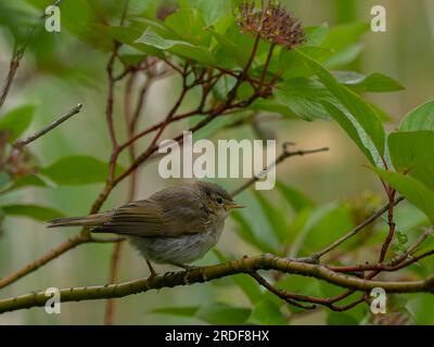 Winziger Vogel auf einem Ast. Stockfoto