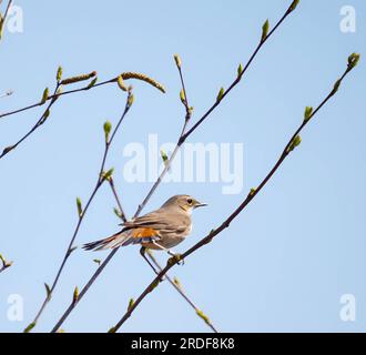 Bluethroat auf einem Ast. Stockfoto