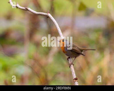 Europäisches Rotkehlchen auf einem Zweig, Nahaufnahme, verschwommener Hintergrund. Stockfoto