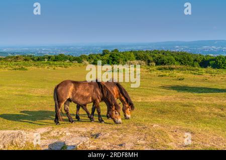 Exmoor Ponys Quantock Hills Somerset wild und grasen auf grünem Cothelstone Hill UK Stockfoto