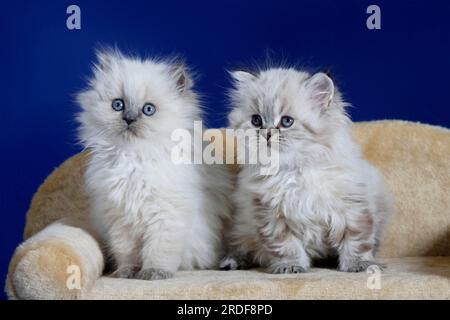 Britische Longhair-Katzen, Kitten, Highlander, Lowlander, Britanica Stockfoto