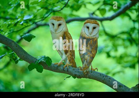 Scheuneneule (Tyto alba), zwei Vögel in einem Baum, Böhmischer Wald, Tschechische Republik Stockfoto