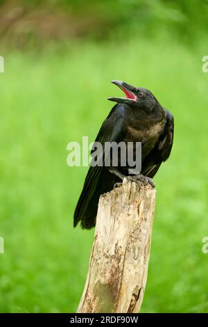 Gemeiner Rabe (Corvus corax), junger Vogel sitzt auf einer Holzstange und ruft, Böhmischer Wald, Tschechische Republik Stockfoto