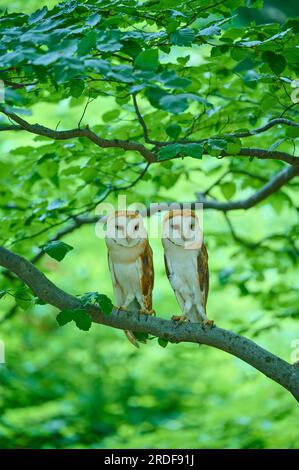 Scheuneneule (Tyto alba), zwei Vögel in einem Baum, Böhmischer Wald, Tschechische Republik Stockfoto