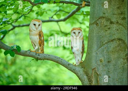 Scheuneneule (Tyto alba), zwei Vögel in einem Baum, Böhmischer Wald, Tschechische Republik Stockfoto