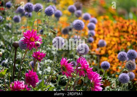 Ruthenianische Globe-Distel, Echinops bannaticus Taplow Blue, fotografiert bei RHS Wisley, Surrey UK. Stockfoto