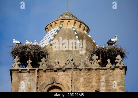 Trujillo, Cáceres, Spanien. Weiße Störche Ciconia ciconia nistet auf dem Torre de Alfile, einem Turm aus dem 15. Jahrhundert in der Casa de la Caden Stockfoto