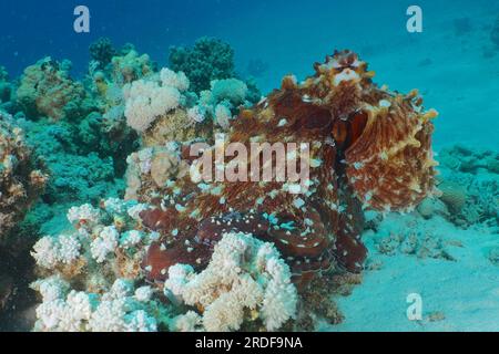 Großer blauer Tintenfisch (Octopus cyaneus), Tauchplatz Hausriff, Mangrove Bay, El Quesir, Rotes Meer, Ägypten Stockfoto