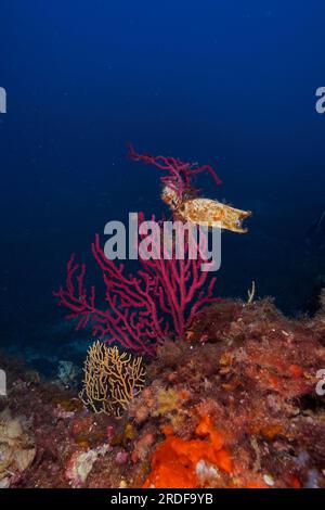 Eizellkapsel von Nursehound (Scyliorhinus stellaris) an der violeszierenden Seepeitsche (Paramuricea clavata) im Mittelmeer bei Hyères. Tauchen Stockfoto