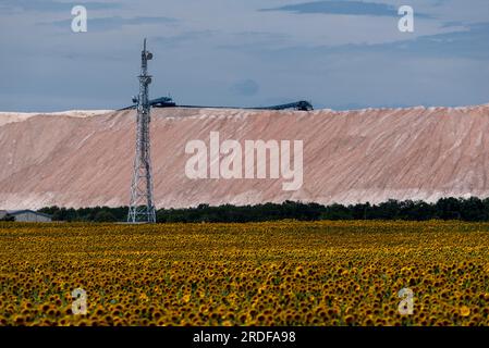 Sonnenblumen, Sonnenblumenfeld, dahinter verderben wir den Haufen Kaiwerk Zielitz, Sachsen-Anhalt, Deutschland Stockfoto