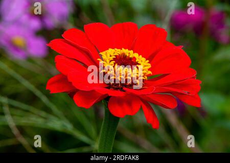 Sydney Australien, rote Zinnia-Blume mit gelber Mitte Stockfoto