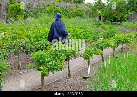 Bei einem Spaziergang über Apfelbäume und einer Frau auf dem Gartenweg in den Aberglasney Gardens im Sommer Dyfed Wales UK 2023 KATHY DEWITT Stockfoto