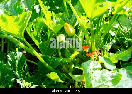 Italienische Zucchini-Zucchini-Zucchini-Zucchini mit Blumen, die auf Pflanzen im Garten wachsen, im Sommer Sonnenschein Carmarthenshire Wales UK KATHY DEWITT Stockfoto